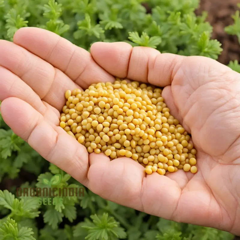 Sunshine's Bounty Yellow Mustard Seeds, Bask in Nature's Radiance - Planting Vibrant Harvest of Flavor and Nutrition