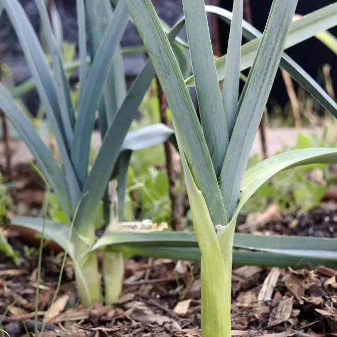 Oriental Allium Adventure, Chinese Leek Seeds for Home Gardening Joy