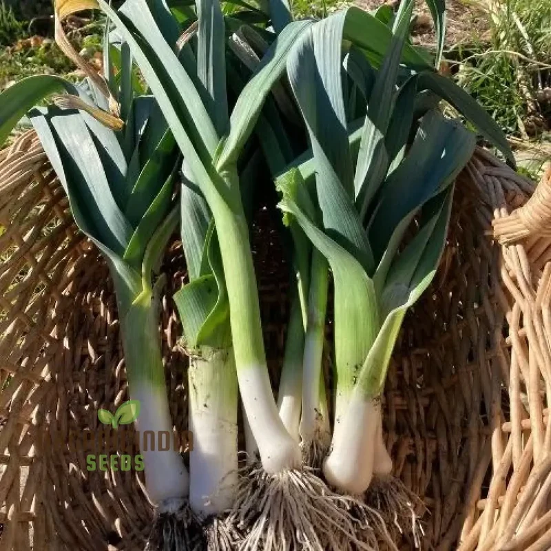 Oriental Allium Adventure, Chinese Leek Seeds for Home Gardening Joy