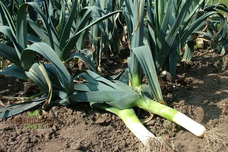 Oriental Allium Adventure, Chinese Leek Seeds for Home Gardening Joy