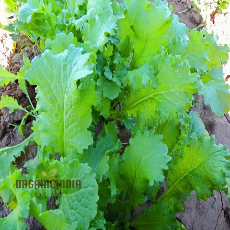 Zesty Brassica Bounty Juncea Vegetable Seeds for Home Gardening Delight