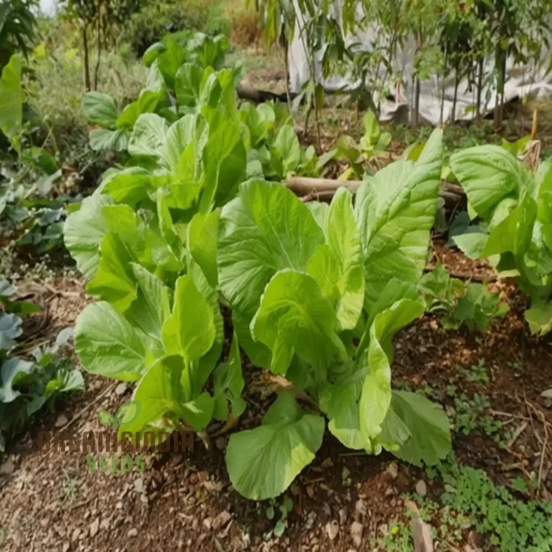 Zesty Brassica Bounty Juncea Vegetable Seeds for Home Gardening Delight