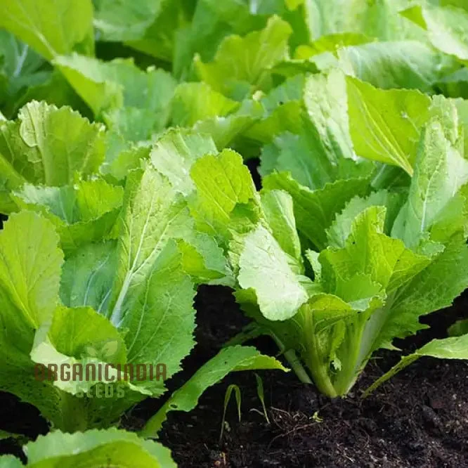 Sunny Spice Mustard Greens Seeds, Cultivate Flavorful Greens for Homegrown Delight