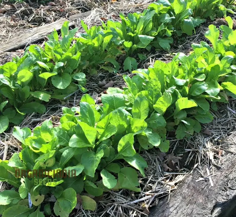 Sunny Spice Mustard Greens Seeds, Cultivate Flavorful Greens for Homegrown Delight