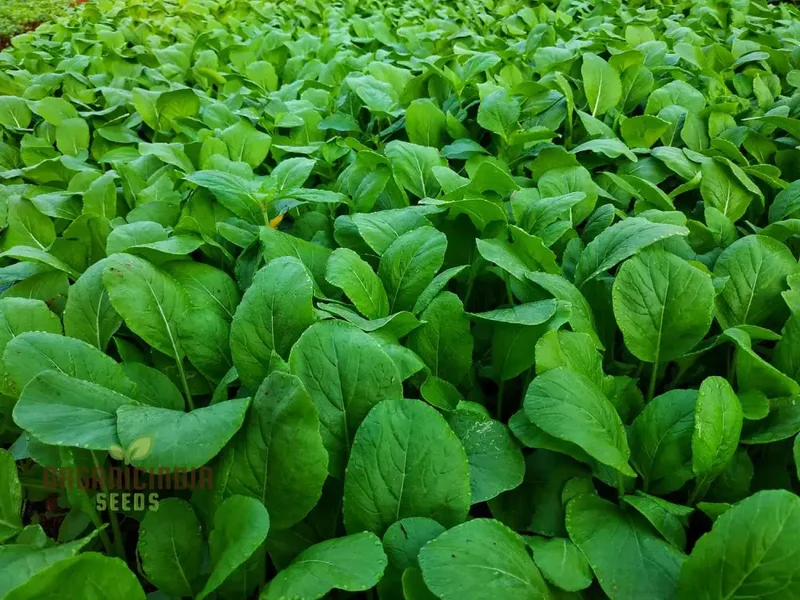 Sunny Spice Mustard Greens Seeds, Cultivate Flavorful Greens for Homegrown Delight
