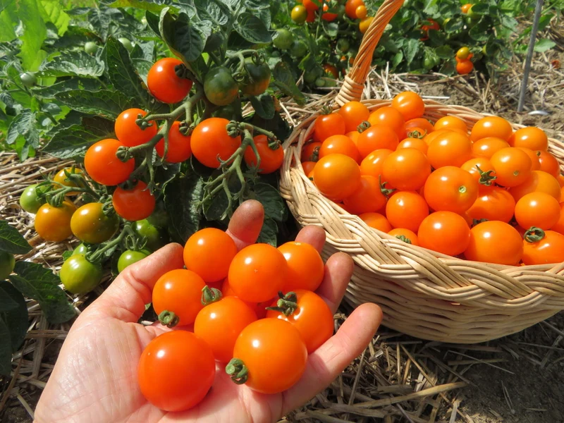 Tomate ‘Orange Dream’ ( Solanum lycopersicum )
