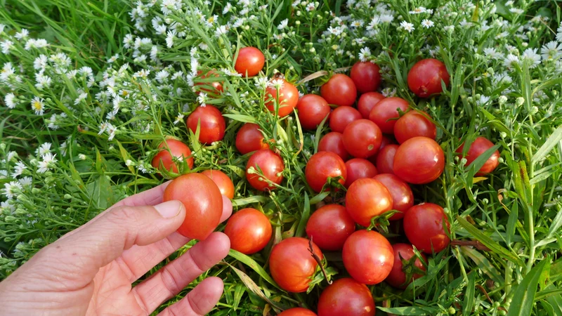 Tomate ‘Pink Bumble Bee’ ( Solanum lycopersicum )