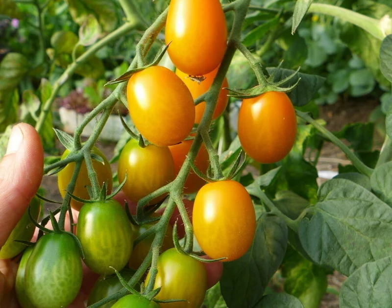 Tomate raisin orange ( Solanum lycopersicum )