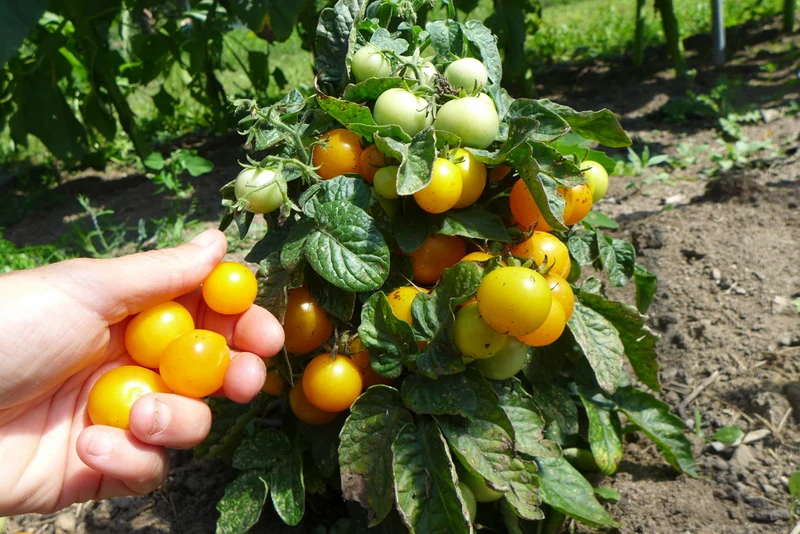 Tomate ‘Pinocchio Orange’ ( Solanum lycopersicum )