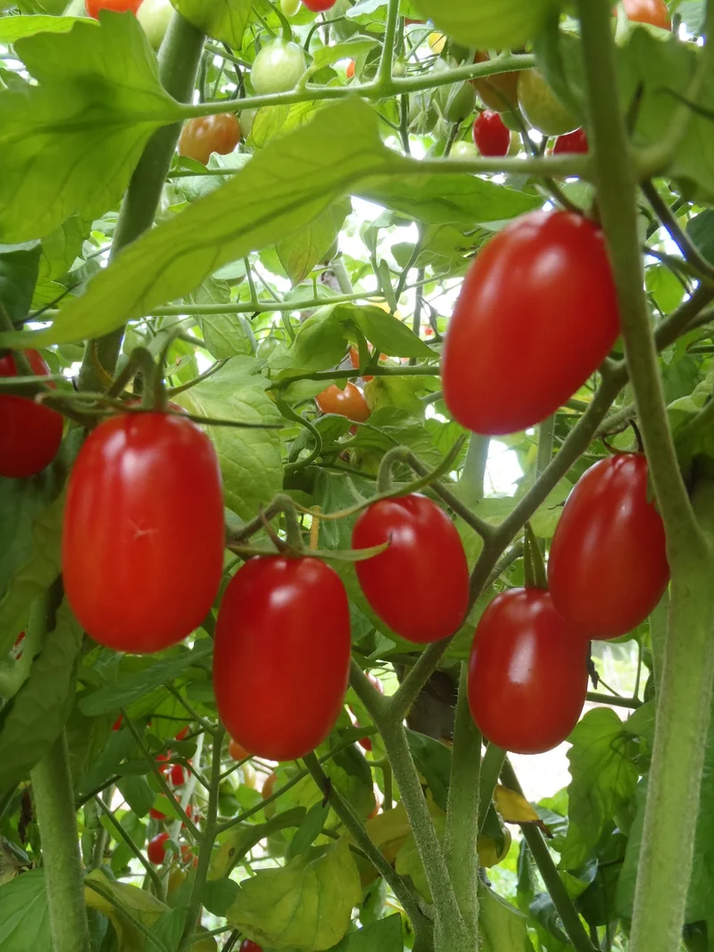 Tomate ‘Raisin rouge’ ( Solanum lycopersicum )