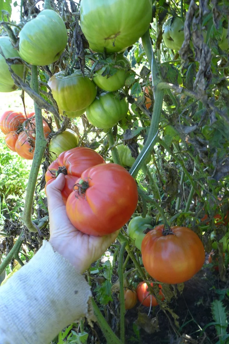 Tomate ‘Red Pear Abruzzese’ ( Solanum lycopersicum )
