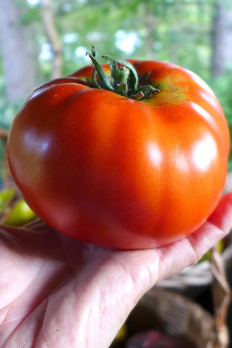 Tomate ‘Red Brandywine’ ( Solanum lycopersicum )