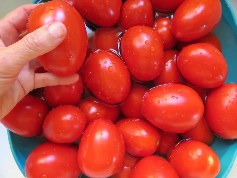 Tomate ‘Rio Grande’ ( Solanum lycopersicum )