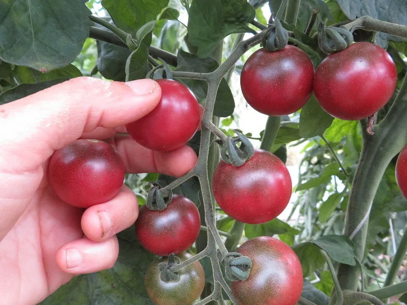 Tomate ‘Reinhard Kraft’ ( Solanum lycopersicum )