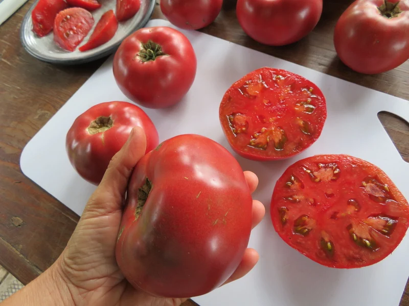 Tomate ‘Rosella Purple’ ( Solanum lycopersicum )