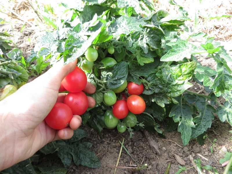 Tomate ‘Rosy Finch’ ( Solanum lycopersicum )