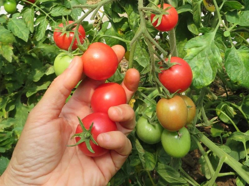 Tomate ‘Rosita Brandywine Cherry’ ( Solanum lycopersicum )
