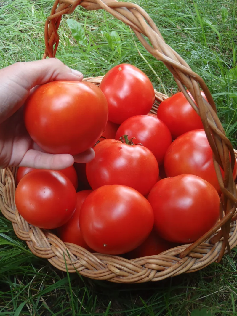 Tomate ‘Sioux’ ( Solanum lycopersicum )