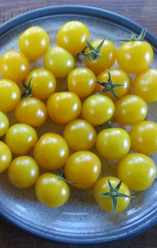Tomate cerise 'Sun Baby' ( Solanum lycopersicum )