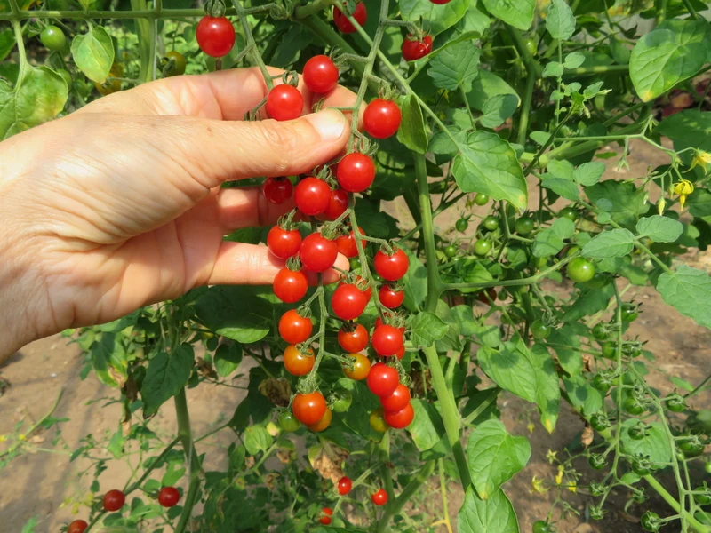 Tomate ‘Spoon’ ( Solanum pimpinellifolium )
