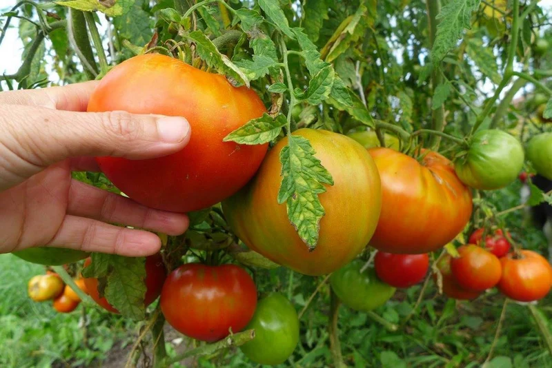 Tomate ‘Sunset's Red Horizon’ ( Solanum lycopersicum )