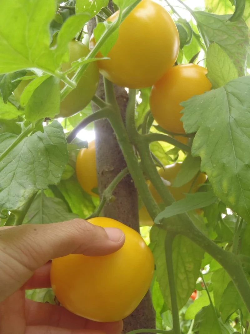 Tomate jaune 'Taxi' ( Solanum lycopersicum )