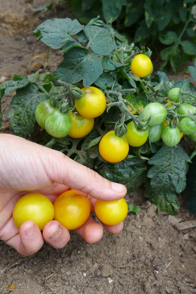 Tomate cerise jaune 'Canary' ( Solanum lycopersicum )