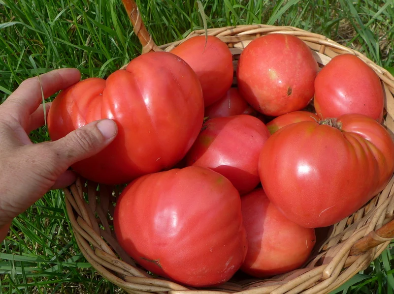 Tomate 'Velmozha' ( Solanum lycopersicum )