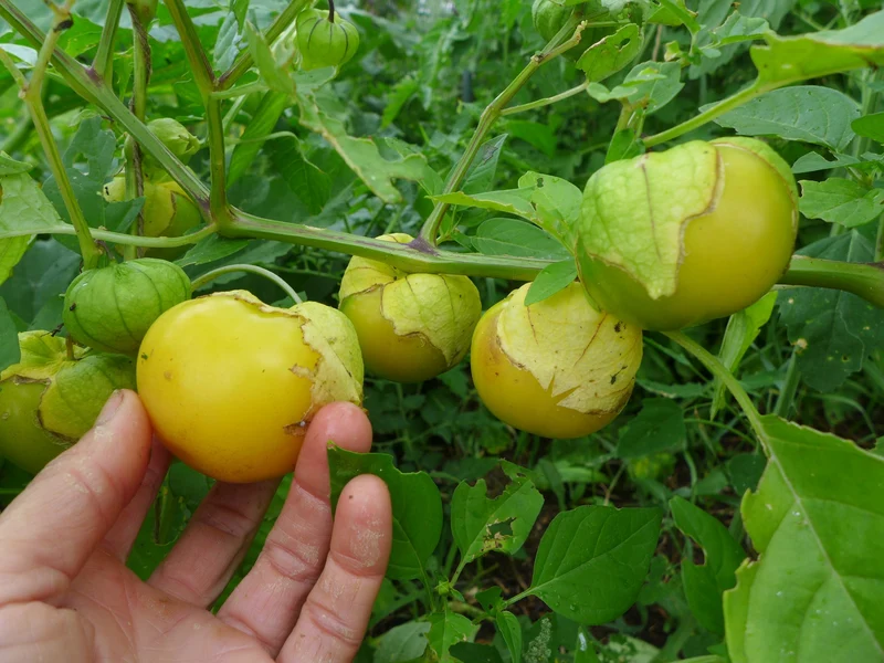 Tomatillo 'Amarylla' ( Physalis ixocarpa )