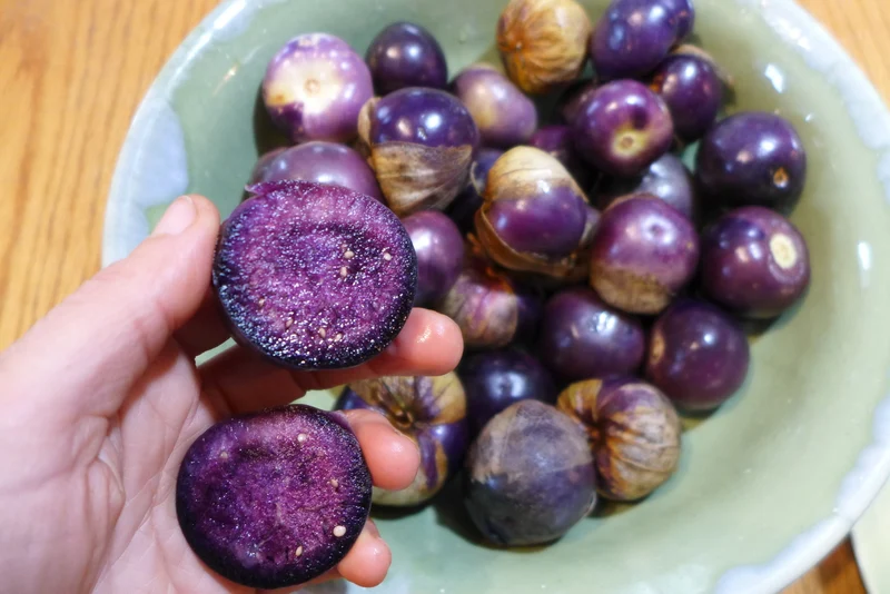 Tomatillo 'Deep Purple' ( Physalis ixocarpa )