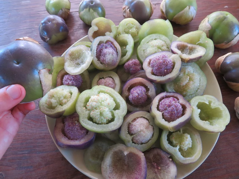 Tomatillo 'Amethyst & Emerald Geodes' ( Physalis ixocarpa )
