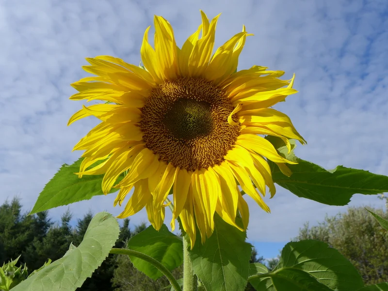 Tournesol 'Géant' ( Helianthus annuus )