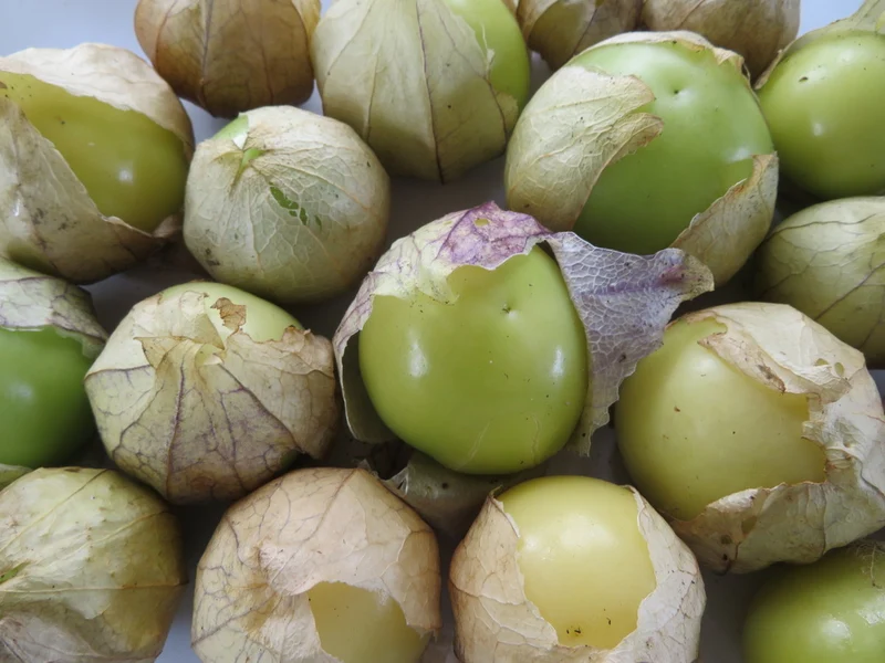 Tomatillo 'Verdelino' ( Physalis ixocarpa )