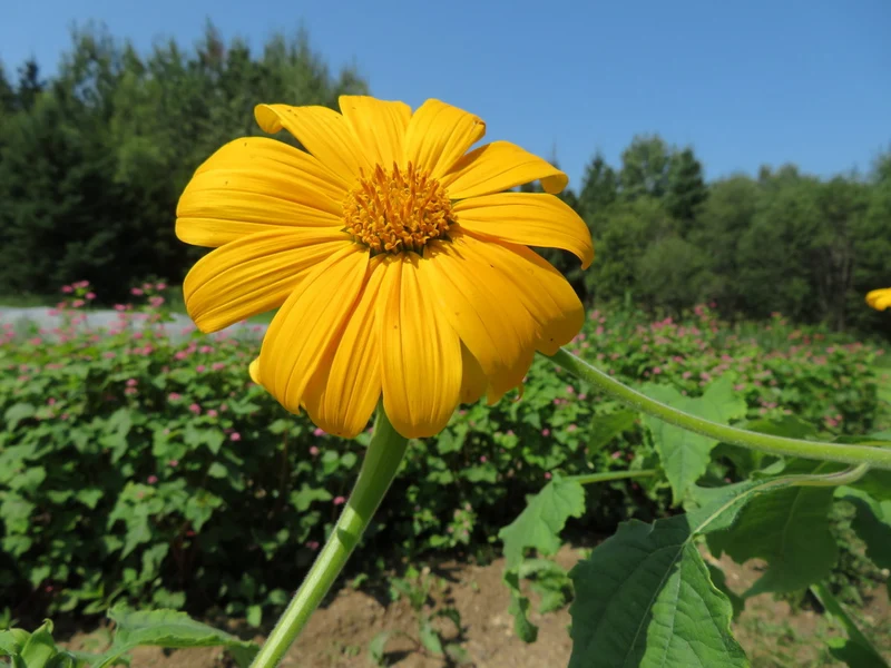 Tournesol 'Mexican Yellow Torch' ( Tithonia rotundifolia )