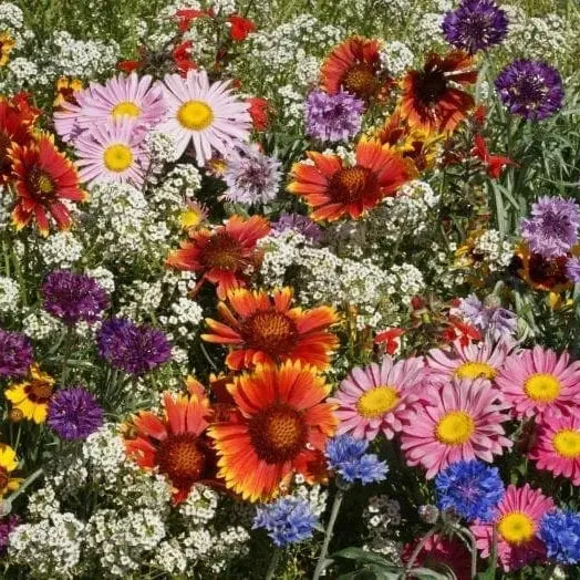 Mélange de fleurs sauvages