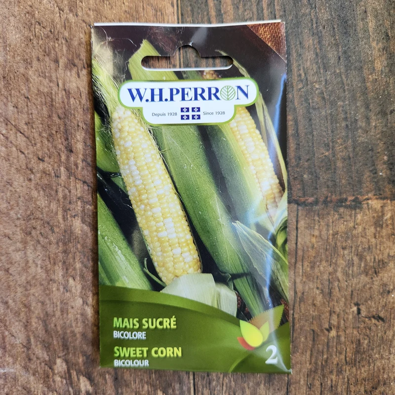 Maïs sucré bicolore ( Zea mays )