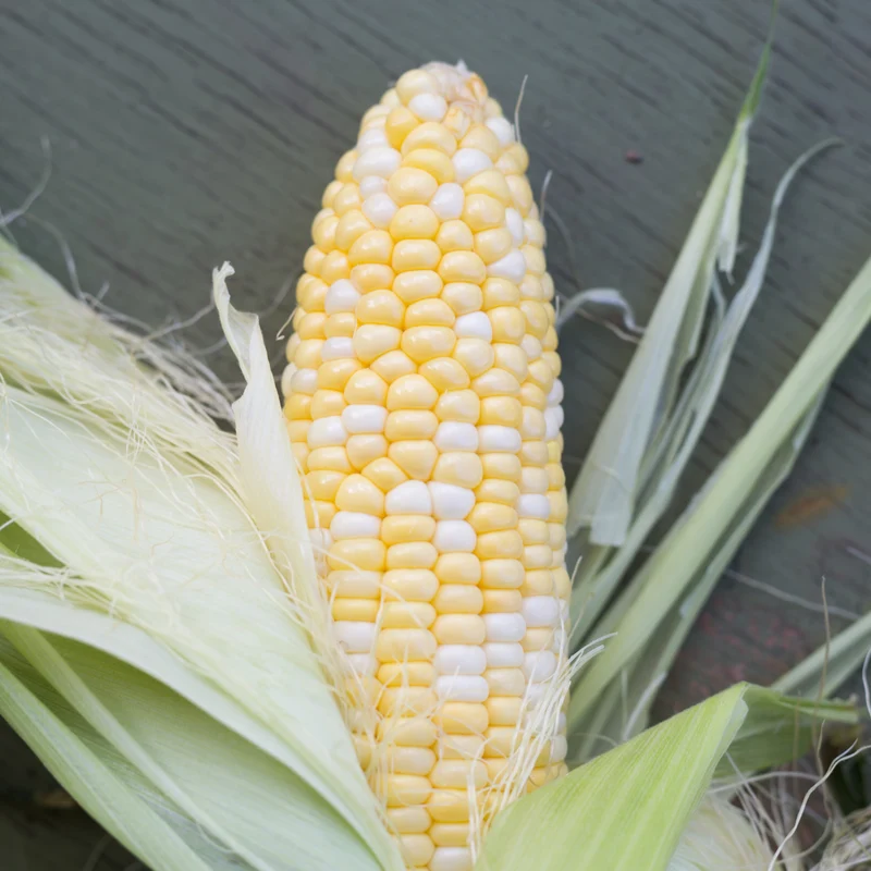 Maïs sucré bicolore ( Zea mays )