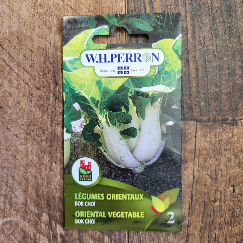 Légumes orientaux ( Brassica rapa subsp. chinensis ‘Bok-choï’)
