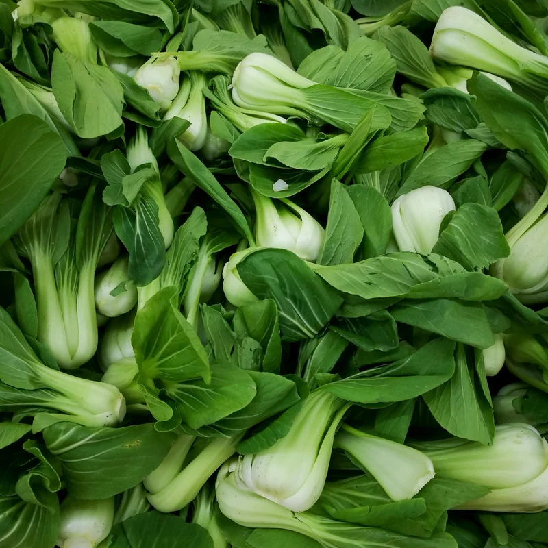 Légumes orientaux ( Brassica rapa subsp. chinensis ‘Bok-choï’)
