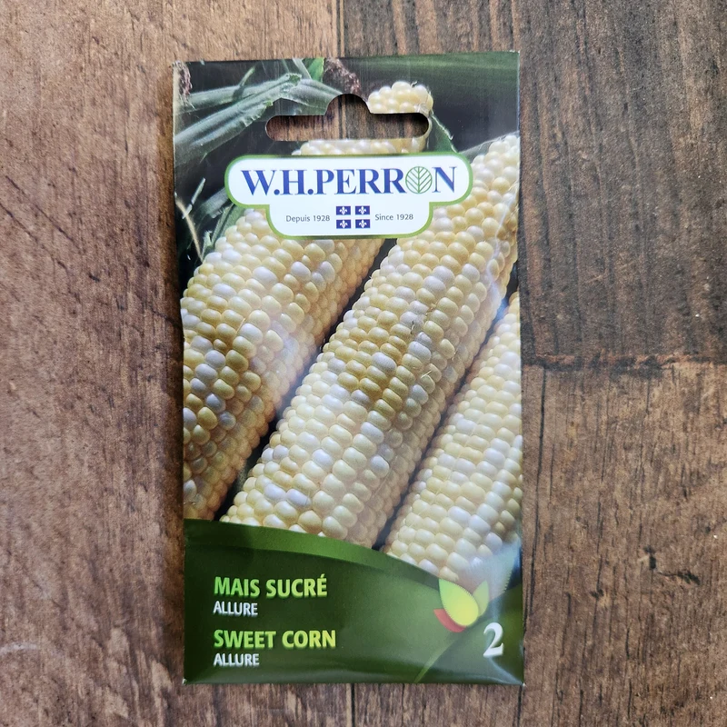 Maïs sucré ( Zea mays ‘Allure’)
