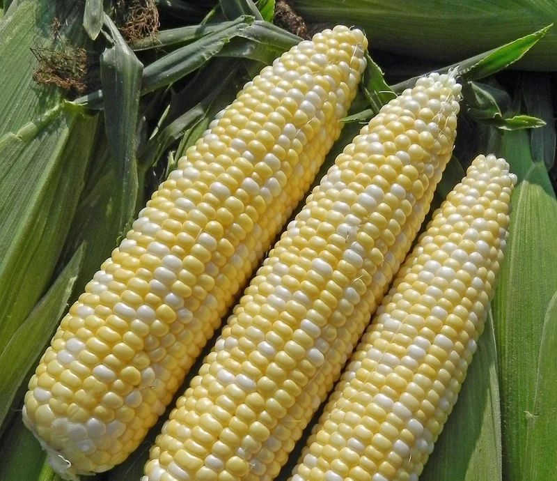 Maïs sucré ( Zea mays ‘Allure’)