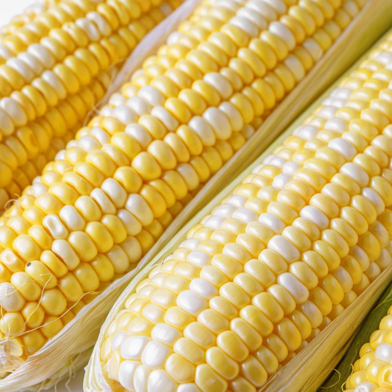Maïs sucré ( Zea mays ‘Allure’)
