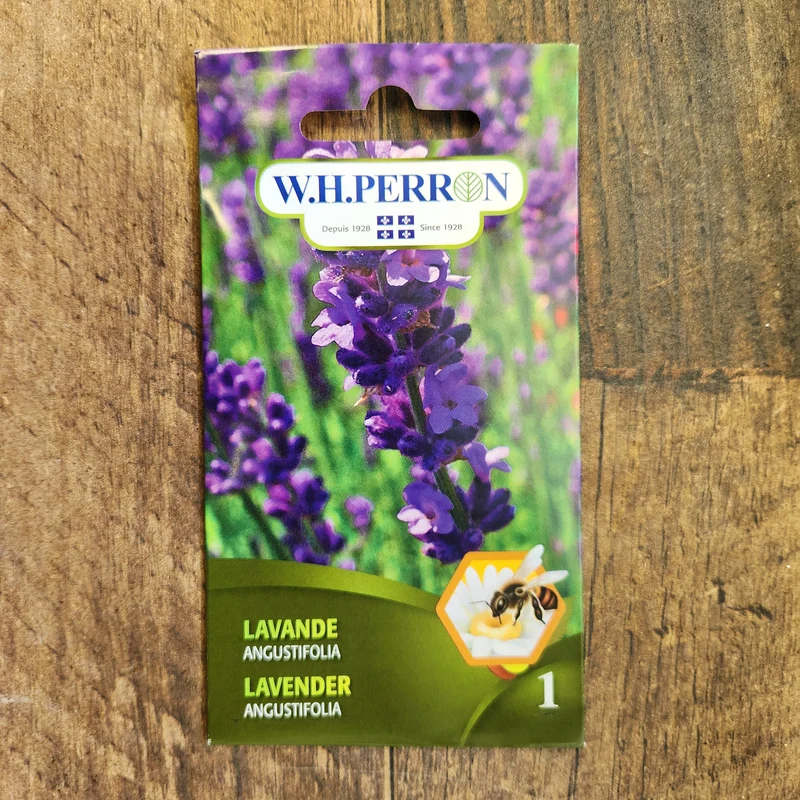 Lavande angustifolia ( Lavandula angustifolia )