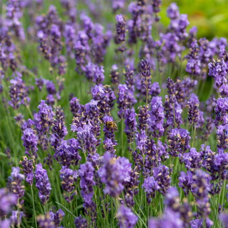 Lavande angustifolia ( Lavandula angustifolia )