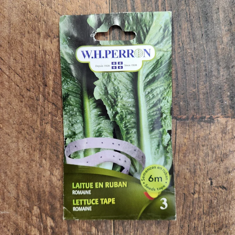 Laitue romaine sur ruban ( Lactuca sativa )