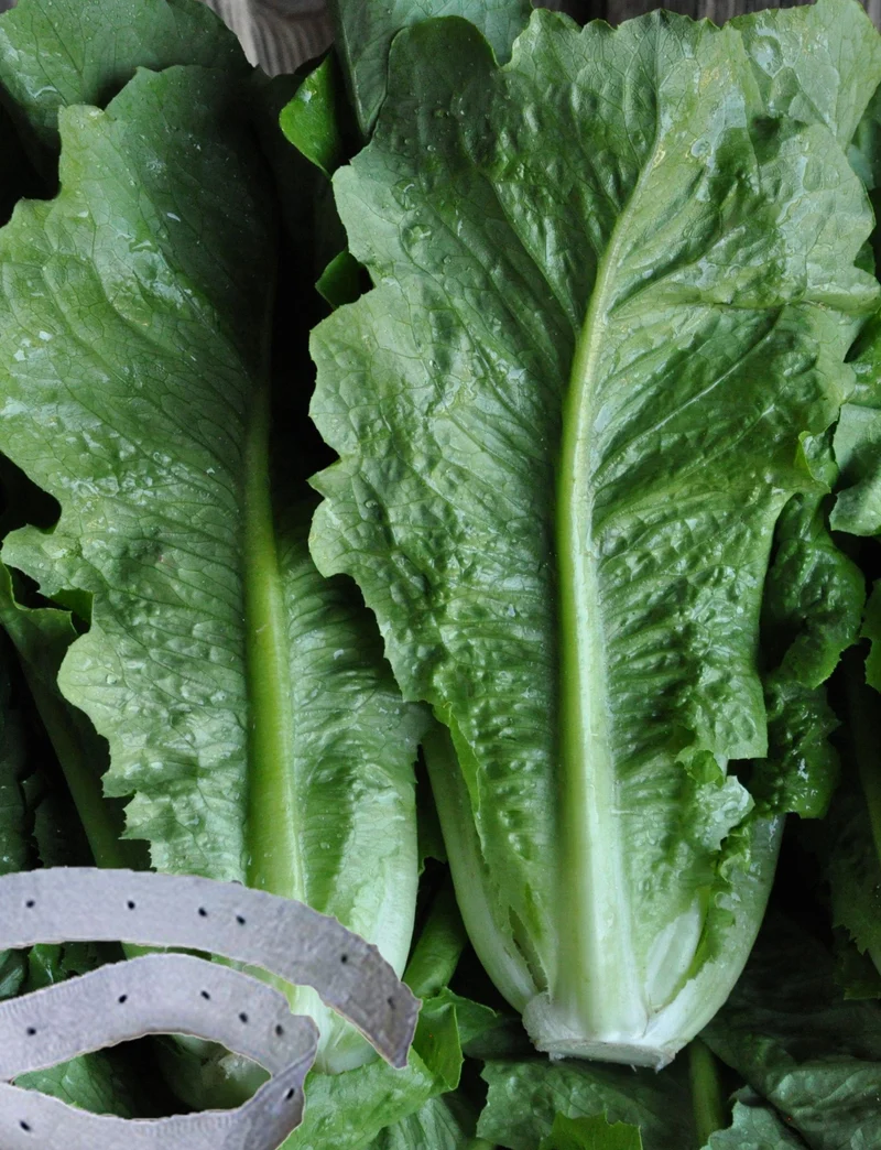 Laitue romaine sur ruban ( Lactuca sativa )