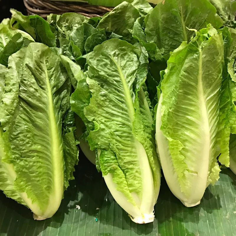 Laitue romaine sur ruban ( Lactuca sativa )