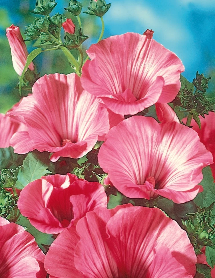 Lavatera ( Lavatera trimestris ‘Silver Cup’)