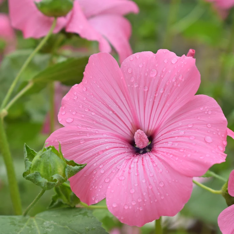 Lavatera ( Lavatera trimestris ‘Silver Cup’)