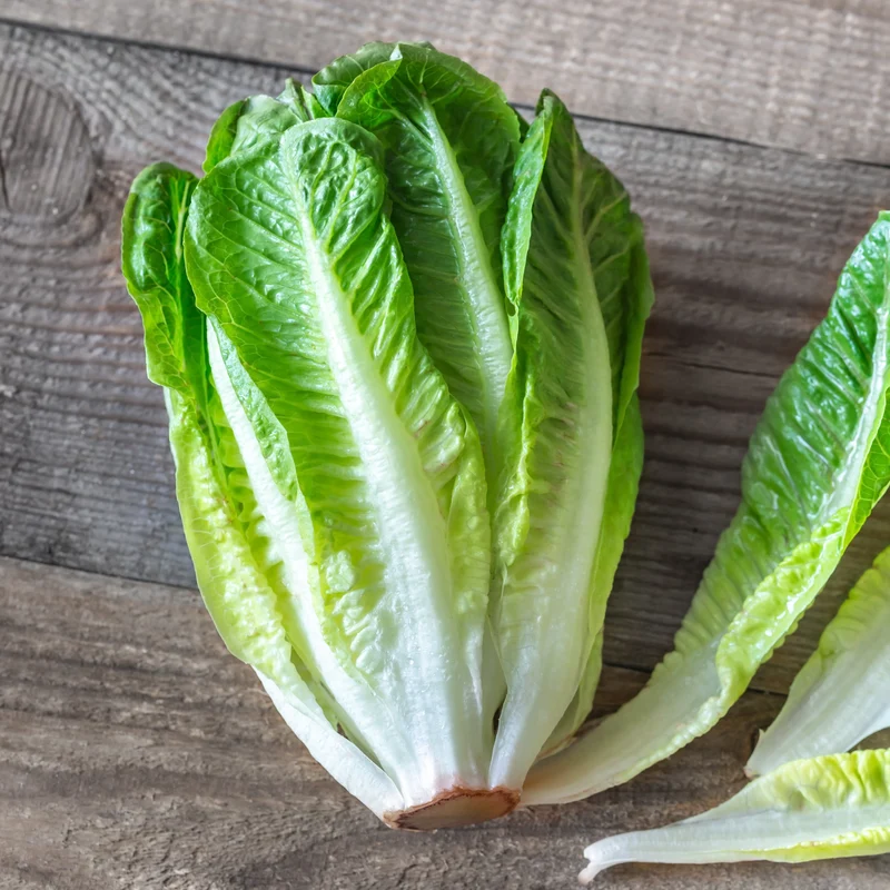 Laitue romaine bio ( Lactuca sativa )